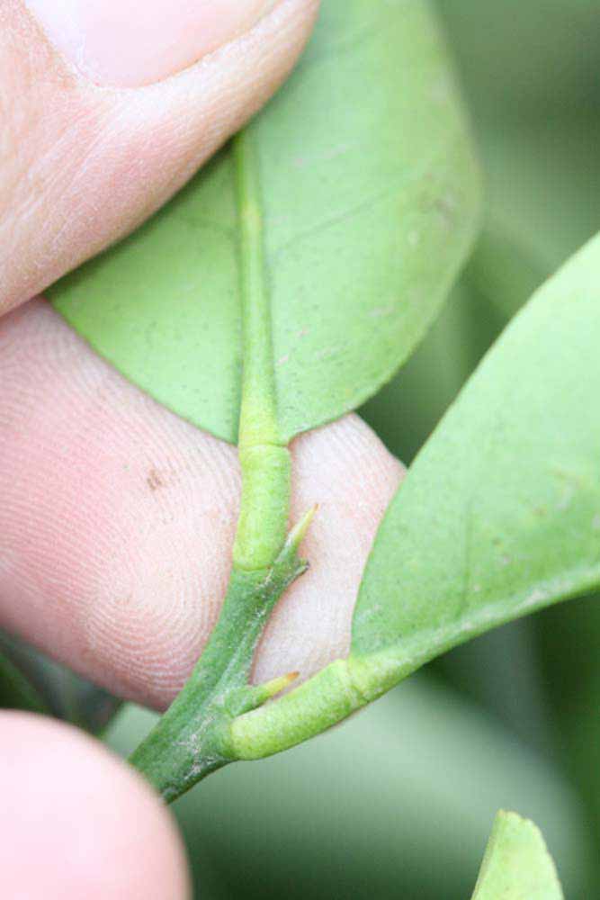              Petiole (Riverside, CA)       